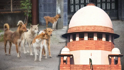Newslaundry 2025 08 12 4gj1gp25 Rajyasree Open Supreme Court Dogs
