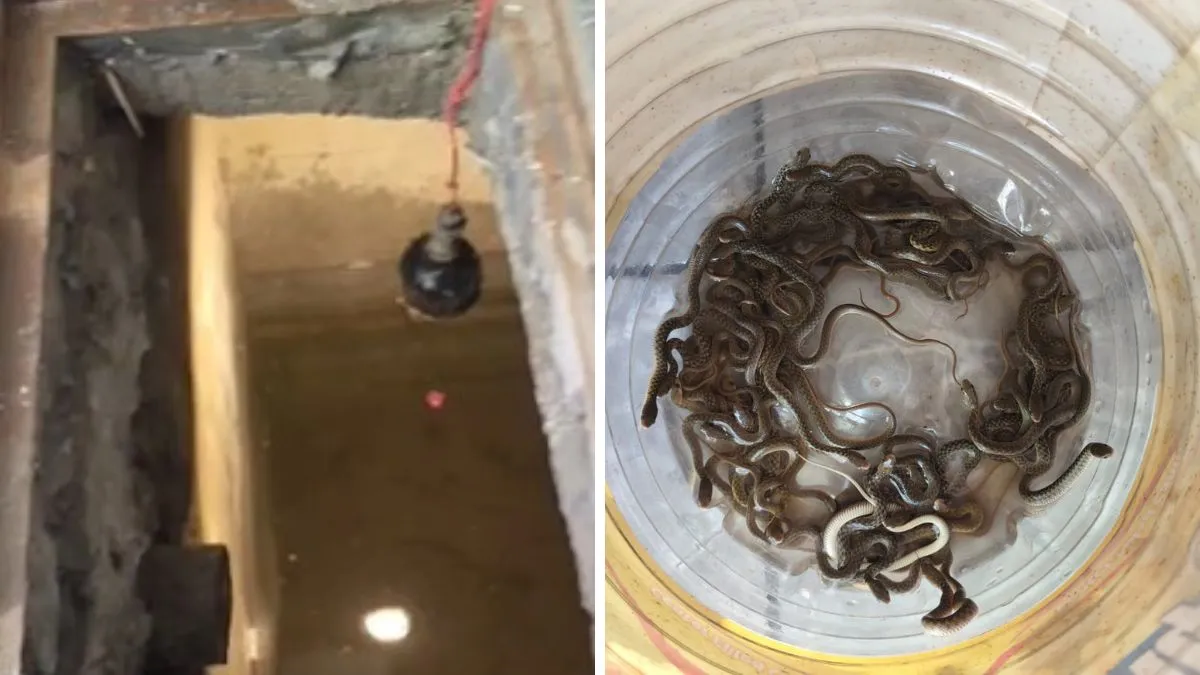 27 Baby Snakes Found Hissing In A Water Tank 1780933804092